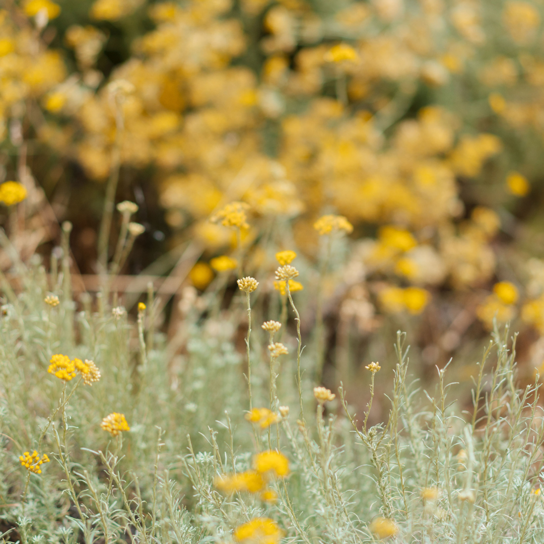 Eau d'Immortelle - 50ml